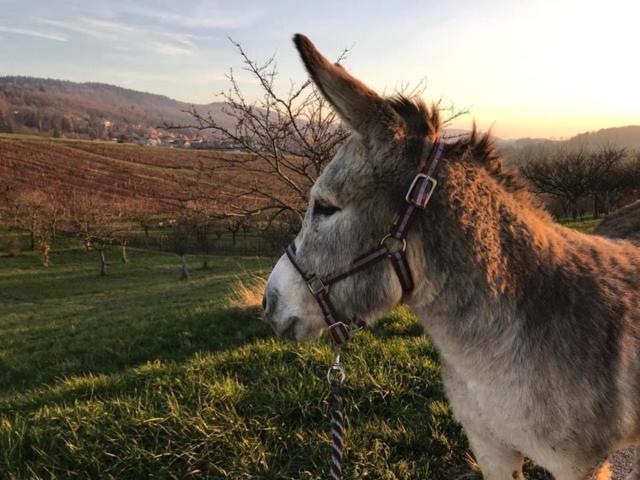 Les Gites Du Passage: La Popote Passenans Εξωτερικό φωτογραφία
